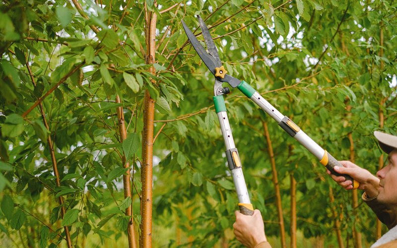 Tree trimming in Barrackville, WV