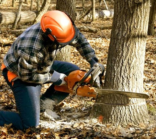 Tree Removal in Barrackville, WV